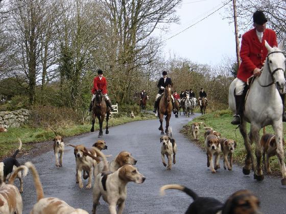 fox-hunting-caceria-zorro-perros